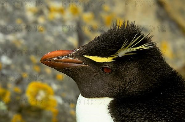 Southern rockhopper penguin