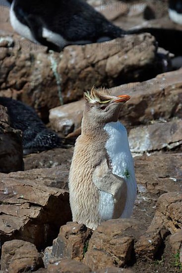 Southern rockhopper penguin