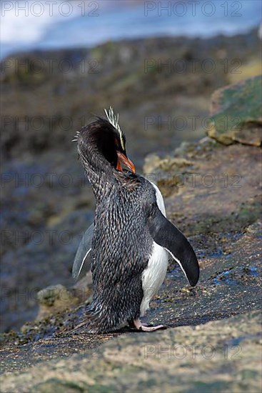 Southern rockhopper penguin