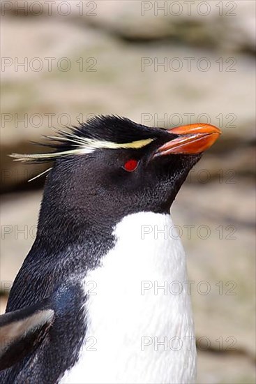 Southern rockhopper penguin