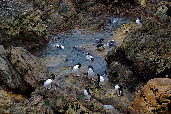 Southern rockhopper penguin