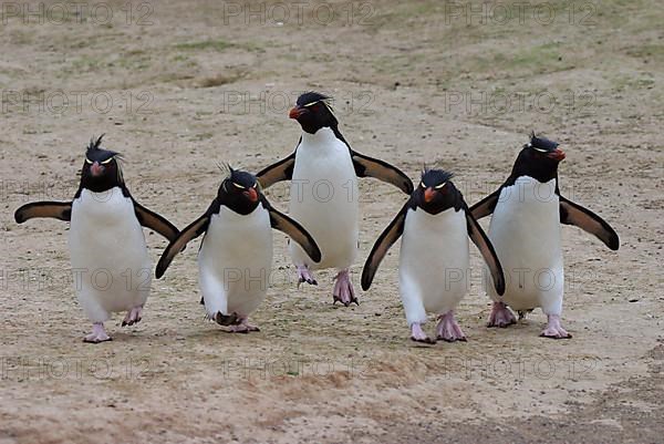 Marching Group southern rockhopper penguin