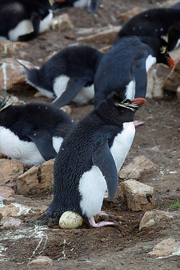 Southern rockhopper penguin