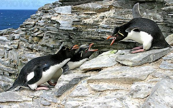 Rockhopper southern rockhopper penguin