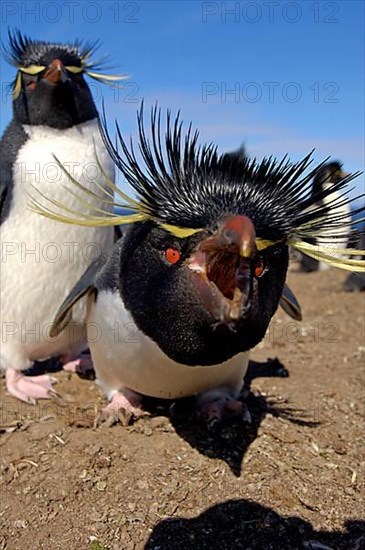 Southern rockhopper penguin