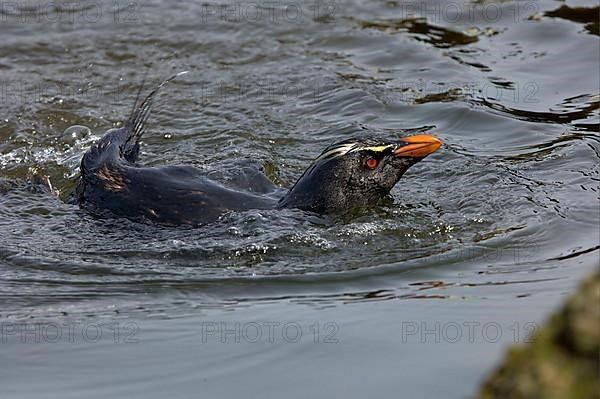 Southern rockhopper penguin