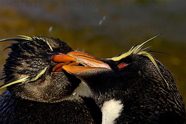 Southern rockhopper penguin