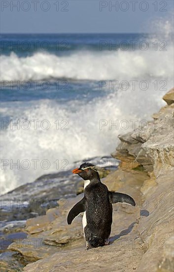 Southern rockhopper penguin