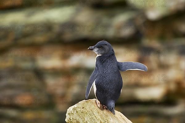 Southern southern rockhopper penguin