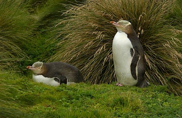 Yellow-eyed Penguin