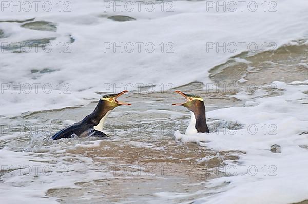 Yellow-eyed penguin