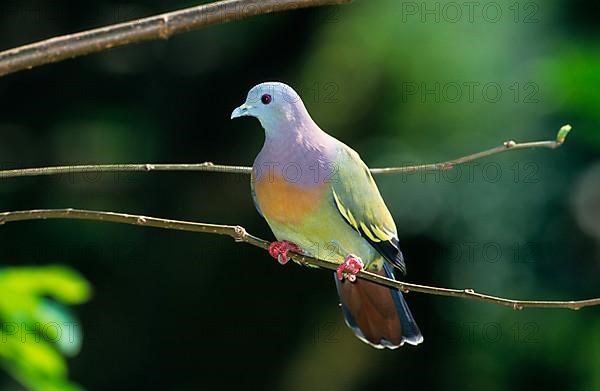 Pink-necked green pigeon