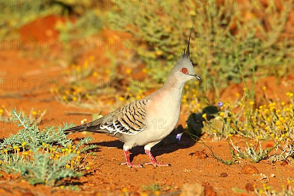 Crested Pigeon