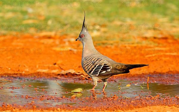 Crested Pigeon