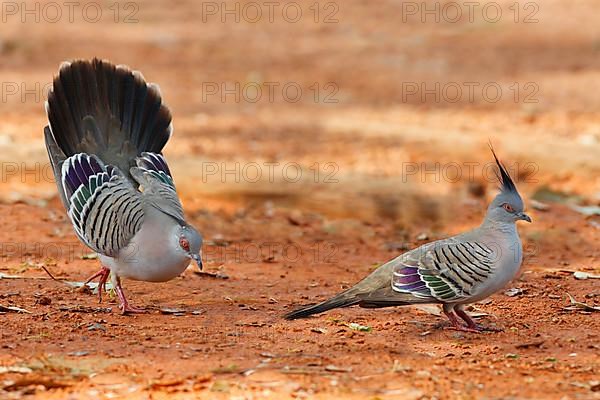 Crested Pigeon