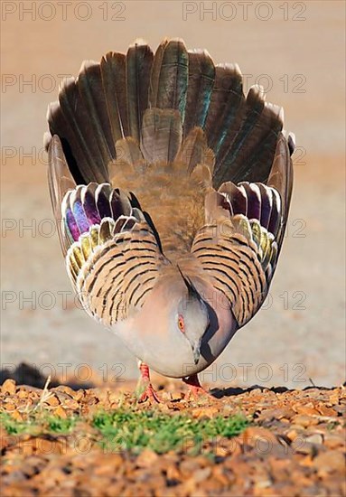 Crested Pigeon