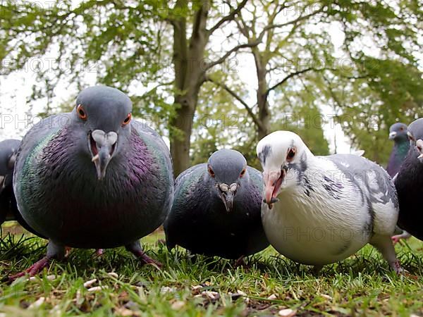 Feral Pigeon