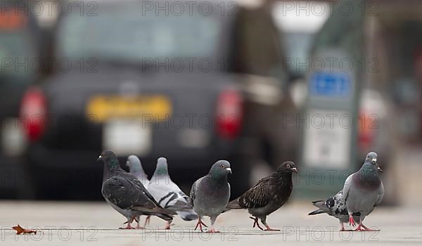 Feral Pigeon