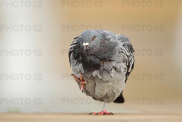 Feral Pigeon