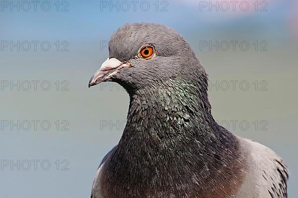 Adult rock dove