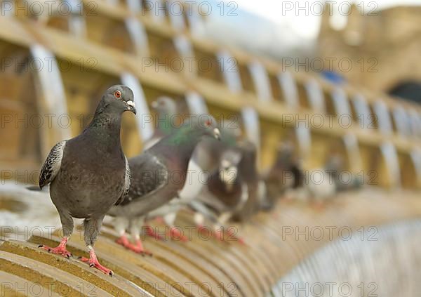 Feral Pigeon