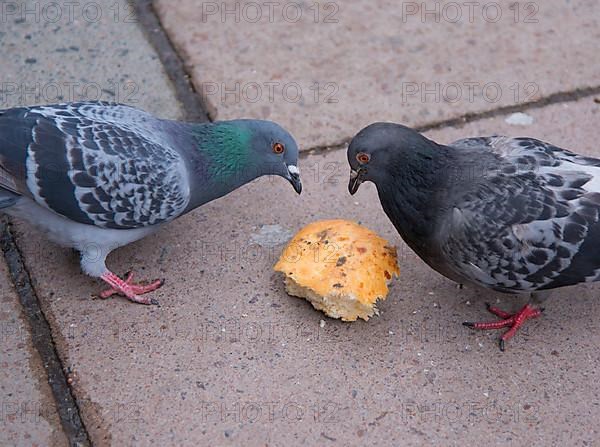 Rock dove