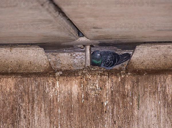 Adult rock dove