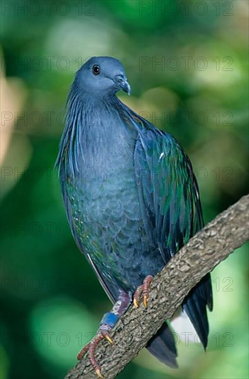 Columba nicobarica