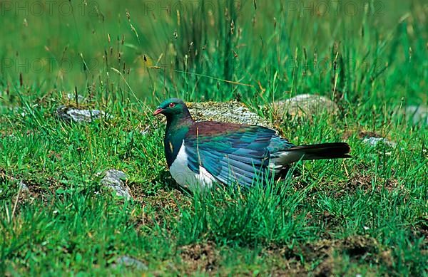 Maori Fruit Pigeon