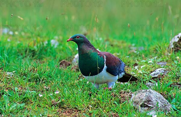 Maori Fruit Pigeon