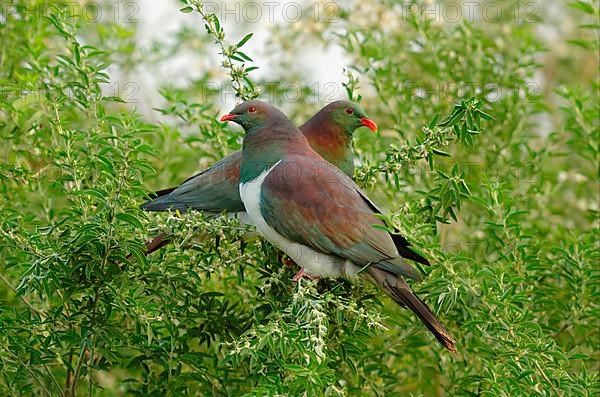 New Zealand Pigeon