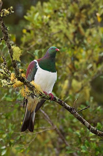 Maori Fruit Pigeon