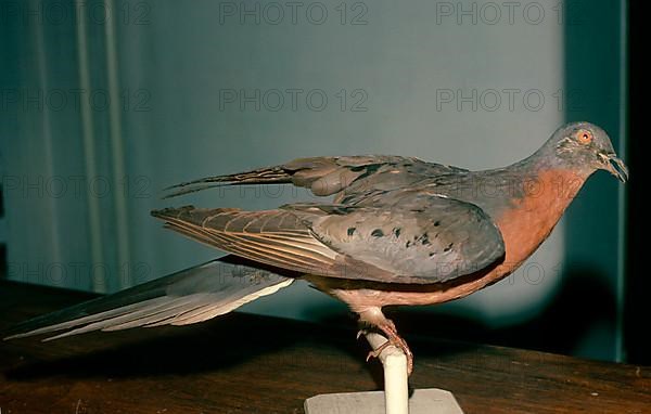 Passenger pigeon