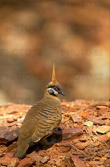 Spinifex Pigeon