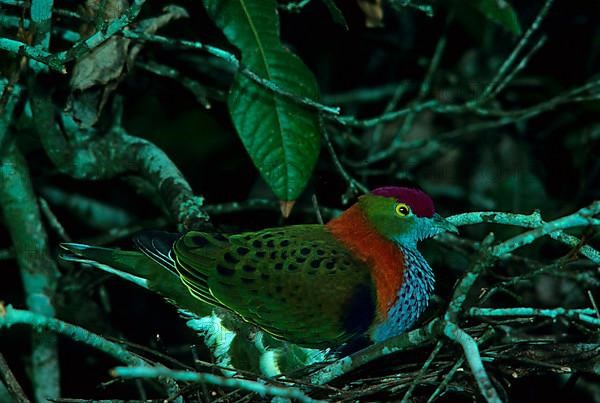 Superb fruit dove