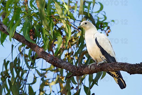 Pied pied imperial pigeon