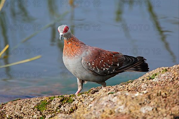 Speckled dove