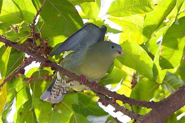 Thick-billed green pigeon