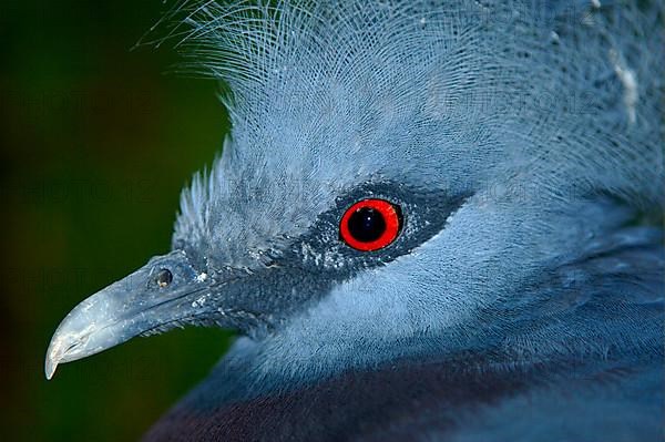 Fan-tailed Pigeon