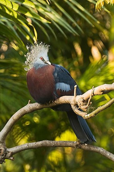 Fan-tailed Pigeon