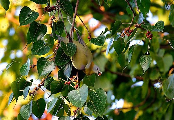 Green pigeon