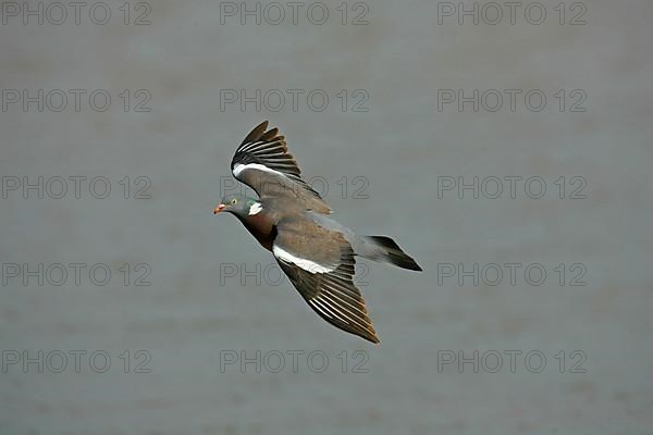 Wood Pigeon