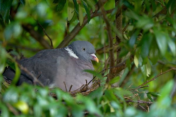 Wood Pigeon