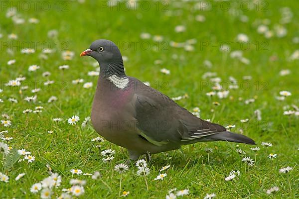 Wood Pigeon