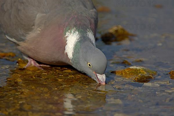 Wood Pigeon