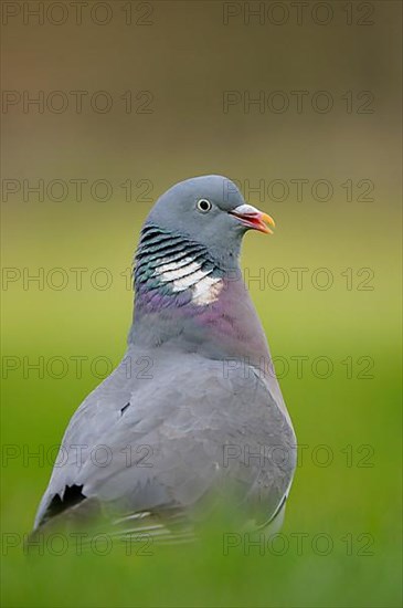 Wood Pigeon