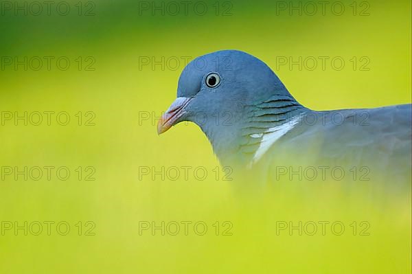 Wood Pigeon