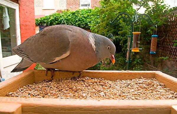 Wood Pigeon