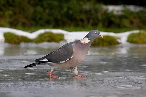 Adult wood pigeon