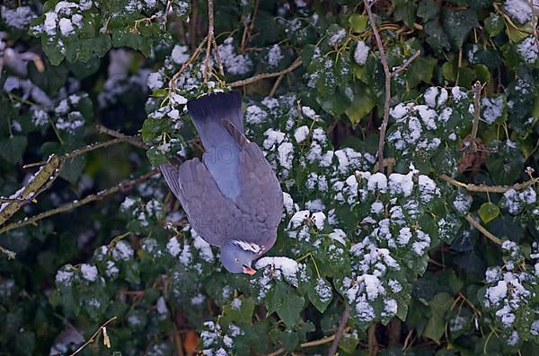 Wood Pigeon